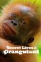 Nonton Film Secret Lives of Orangutans (2024) Bioskop21